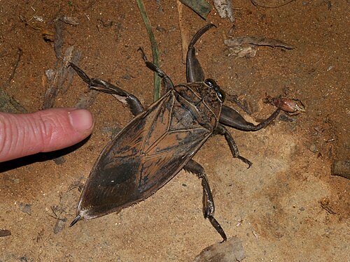 Lethocerus oculatus