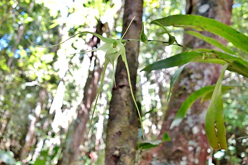 Aeranthes antennophora