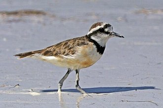 Pluvier à bandeau noir (Charadrius thoracicus)