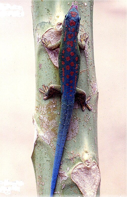 Gecko diurne à queue bleue (Phelsuma cepediana)