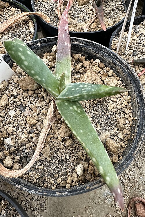Aloe guillaumetii