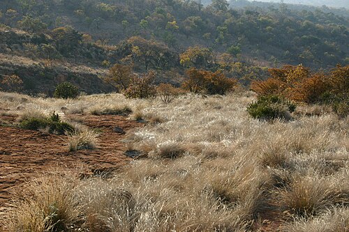Coleochloa setifera