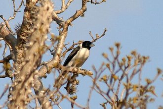 Vanga de Lafresnaye (Xenopirostris xenopirostris)