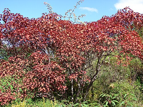 Euphorbia cotinifolia