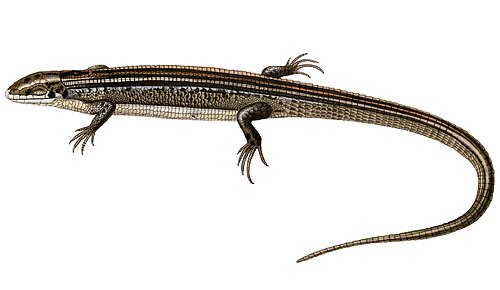 Zonosaurus ornatus