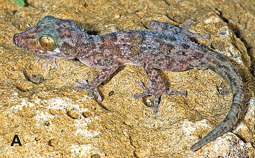 Paroedura hordiesi