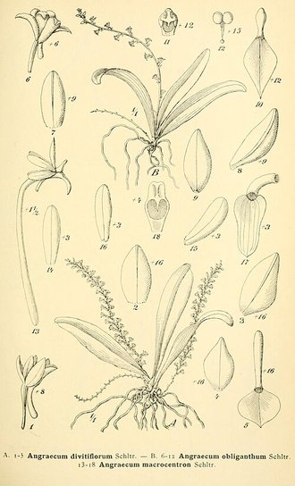 Aerangis macrocentra