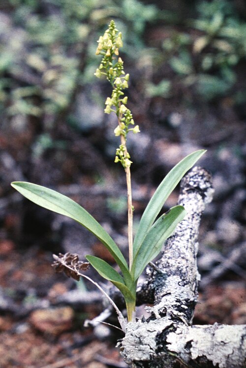 Polystachya concreta