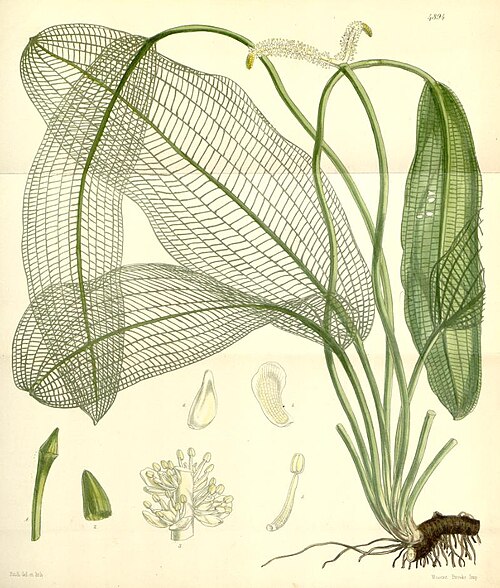 Aponogeton madagascariensis