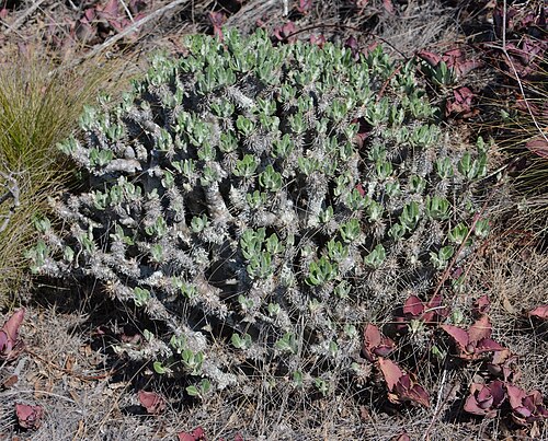 Pachypodium densiflorum