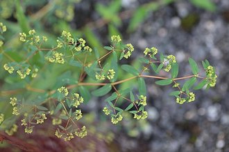 Euphorbia hyssopifolia