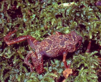 Rhombophryne serratopalpebrosa
