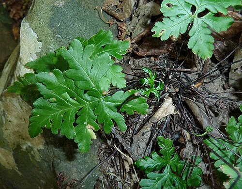 Doryopteris concolor