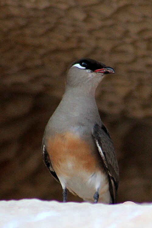 Glaréole malgache (Glareola ocularis)