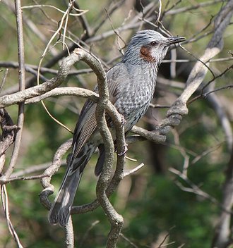 Bulbul à oreillons bruns (Hypsipetes amaurotis)