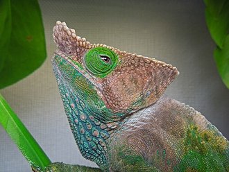 Calumma oshaughnessyi