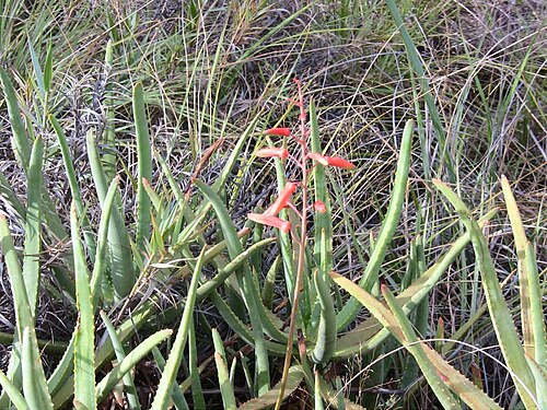 Aloe isaloensis