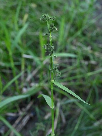 Fuirena umbellata