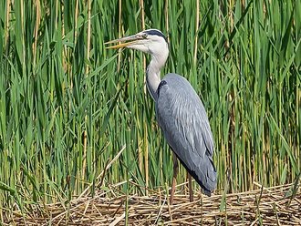 Héron cendré (Ardea cinerea)