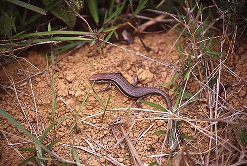 Trachylepis gravenhorstii