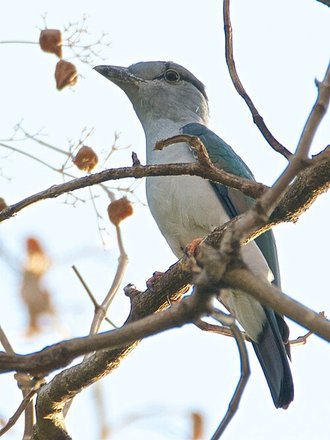 Courol vouroudriou (Leptosomus discolor)
