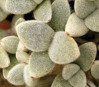 Kalanchoe eriophylla