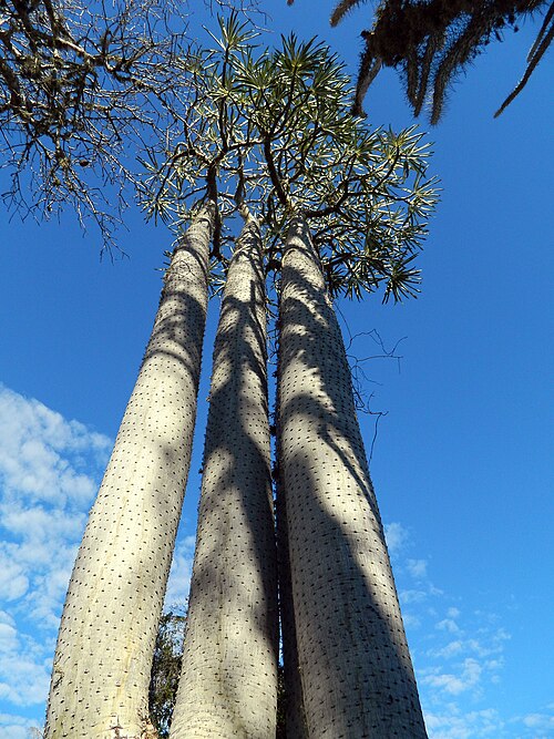 Pachypodium mikea