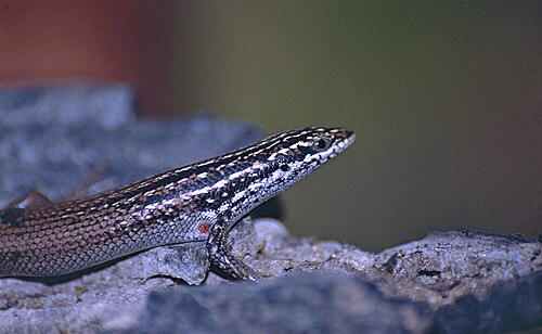 Trachylepis nancycoutuae
