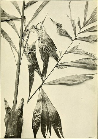 Dypsis pinnatifrons