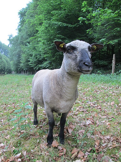 Ovis aries