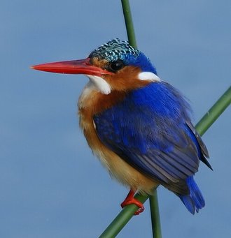 Martin-pêcheur huppé (Corythornis cristatus)