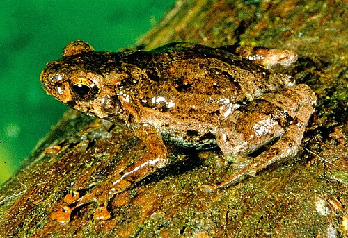 Anodonthyla pollicaris