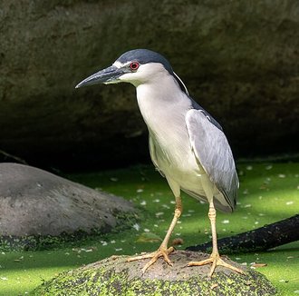 Bihoreau gris (Nycticorax nycticorax)