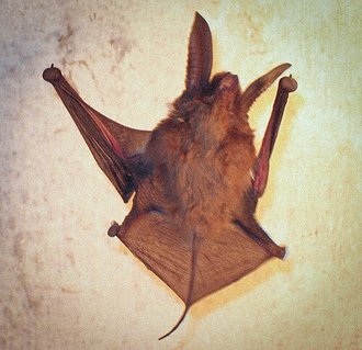 Myzopoda aurita