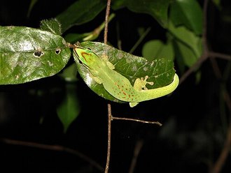 Phelsuma seippi
