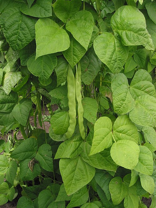 Haricot commun (Phaseolus vulgaris)