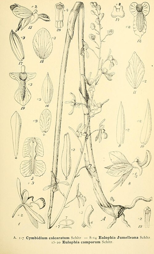 Eulophia livingstoneana