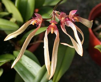 Bulbophyllum longiflorum