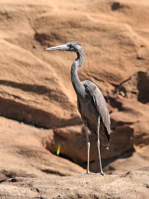 Héron de Humblot (Ardea humbloti)