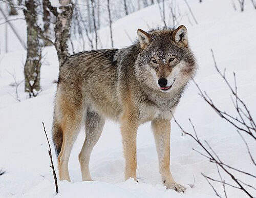 Loup (Canis lupus)