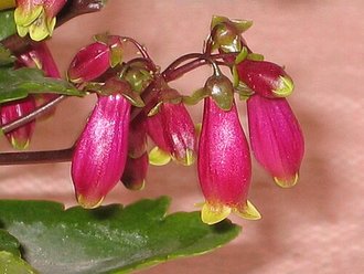 Kalanchoe porphyrocalyx