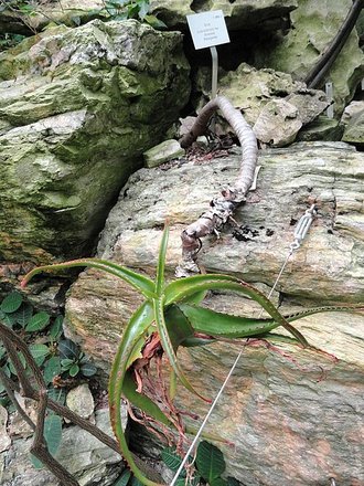 Aloe suarezensis
