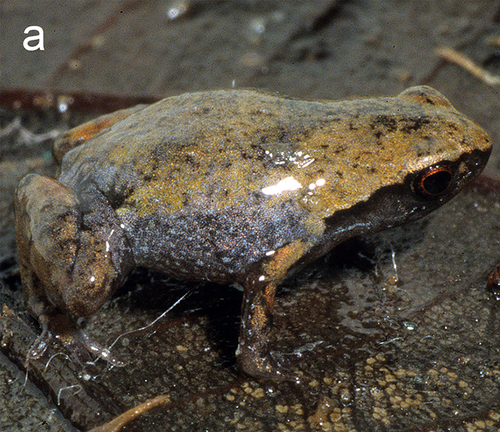 Anodonthyla eximia