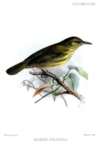 Grande éroesse (Neomixis striatigula)