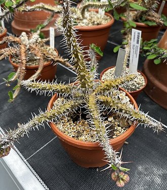 Euphorbia beharensis