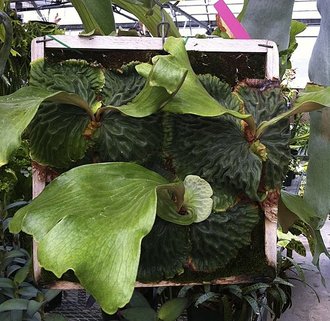 Platycerium madagascariense