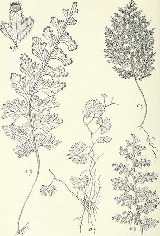 Hymenophyllum sibthorpioides