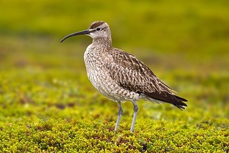 Courlis corlieu (Numenius phaeopus)