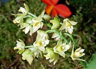 Polystachya cultriformis