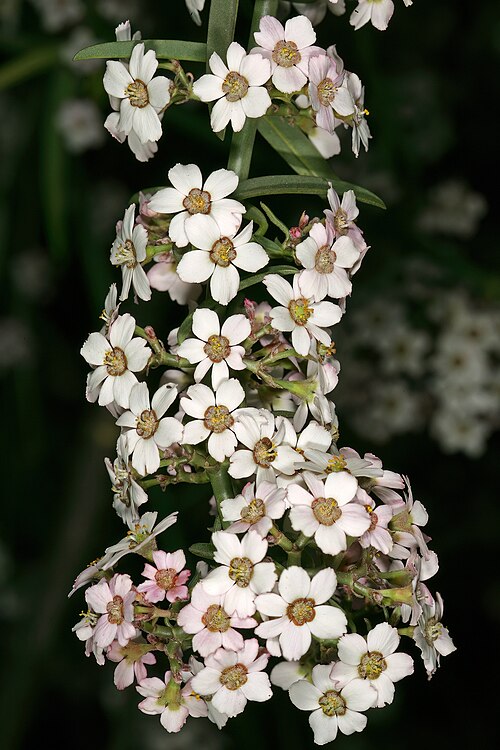 Euphorbia xanti
